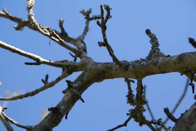 На Свалявщині у лісі лісоруба вбило деревом