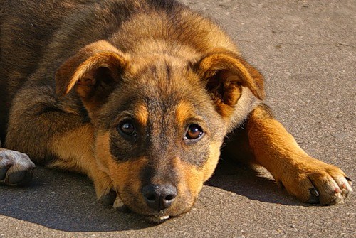 В Ужгороді мають до 1 листопада добудувати притулок для безпритульних собак (ВІДЕО)