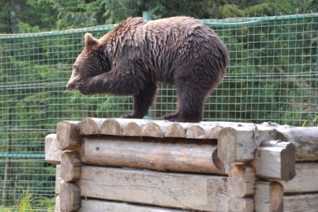 З наближенням зими у Центрі реабілітації бурих ведмедів НПП «Синевир» ведмедям на 25% збільшили раціон (ФОТО)
