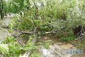 В Ужгорода на Шопена падаюче дерево пошкодило "Мерседес"