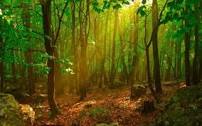 Лісові ресурси Закарпаття за 8 місяців збагатили казну на понад 23 млн грн