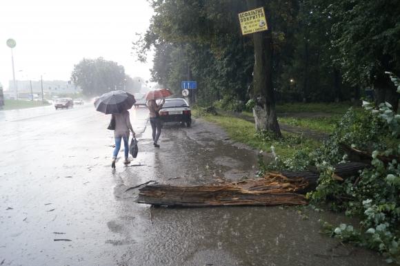 Вранці на проїжджих частинах Берегівщини, Іршавщини та Перечина через бурю падали дерева (ДОПОВНЕНО)