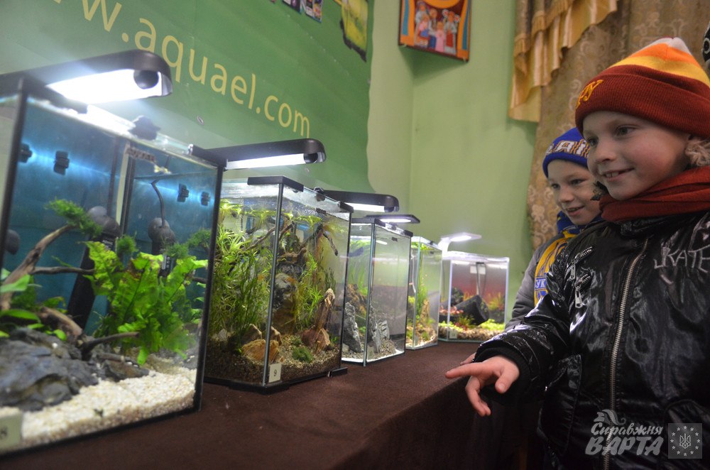 Клуб акваріумістів Закарпаття вирішив популяризувати своє хобі через конкурс мініатюрних акваріумів (ФОТО)