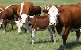 Цього року великої рогатої худоби на Закарпаті стало на 1% менше, ніж минулоріч