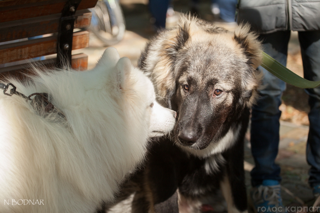 В Ужгороді відбулася обласна виставка та племінний огляд собак усіх порід (ФОТО)