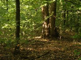 На Тячівщині знайшли тіло пенсіонерки, яка заблукала у лісі чотири дні тому