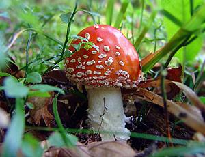 На Берегівщині впродовж дня троє людей отруїлися грибами