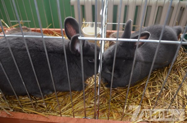 На виставку кролів в Ужгороді привезли 195 тваринок 15 порід (ФОТО, ВІДЕО)