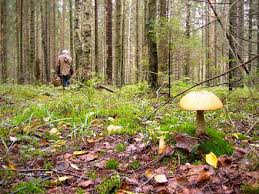 На Берегівщині грибарі замість грибів знайшли боєприпаси