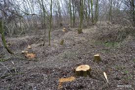 На Воловеччині лісгосп зобов'язали відшкодувати 60 тис грн шкоди від самовільних рубок