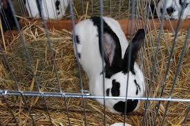 В Ужгороді на виставці кролів буде представлено понад 20 унікальних порід (ВІДЕО)