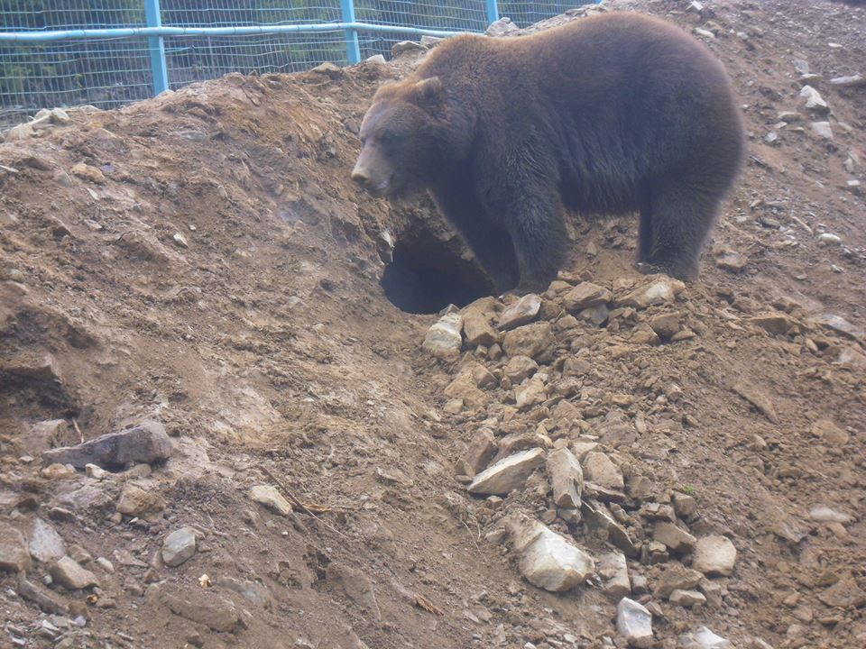 З приходом весни у Реабілітаційному центрі бурих ведмедів на Закарпатті прокинулися всі його мешканці (ФОТО)