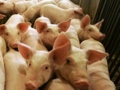 У пожежі на свинофермі на Мукачівщині загинули 100 свиней