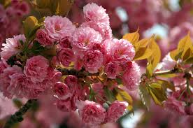 В Ужгороді з нагоди цвітіння сакури пройде триденний фестиваль із ярд-сейлом і ковалями (ФОТО)