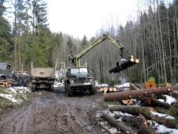 З початку року на Закарпатті незаконно "нарубали" дерев на 800 тис грн