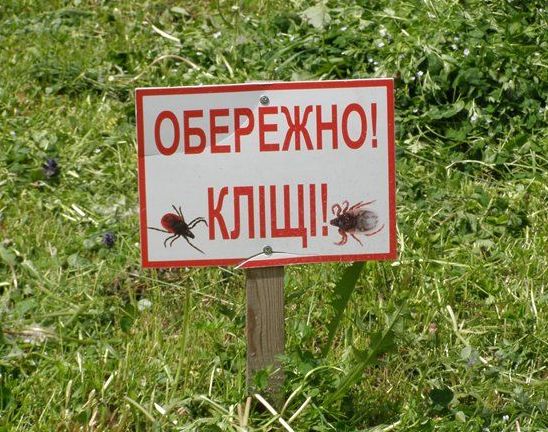 Щороку на Закарпатті фіксують більше сотні звернень постраждалих від енцефалітного кліща (ВІДЕО)
