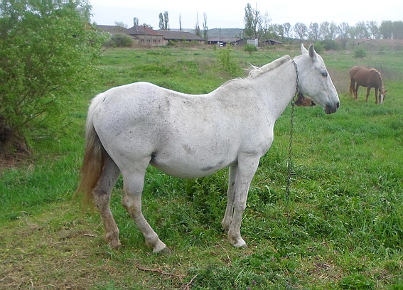 Вкрадені жеребна кобила, бичок та шкіра косулі можуть обернутися для мешканця Мукачівщини 6 роками тюрми (ФОТО)