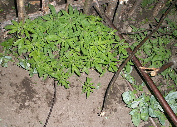 На Рахівщині викрили "рекордсмена" з вирощування марихуани (ФОТО)