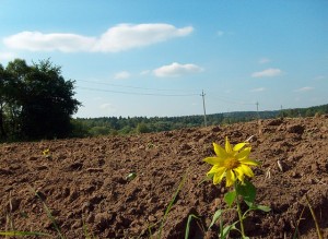 Землю у 1,5 млн грн на Міжгірщині повертали у державну власність через суд у Львові