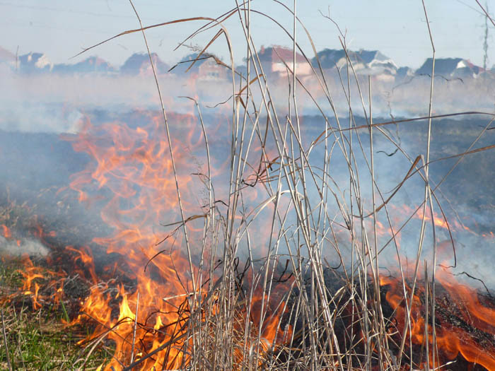 З початку року на Закарпатті трапилося 758 загорань сухостою, вигоріло понад 860 гектарів