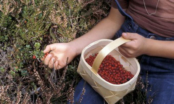 На Рахівщині розшукували 14-річну мукачівку, яка заблукала, збираючи ягоди на полонині