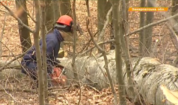 На Закарпатті крадуть ліс на 1 млн грн в день – ICTV (ВІДЕО)