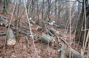 В Ужгороді з комунального підприємства стягнуть 74 тис грн збитків від незаконної вирубки дерев у Боздоському парку