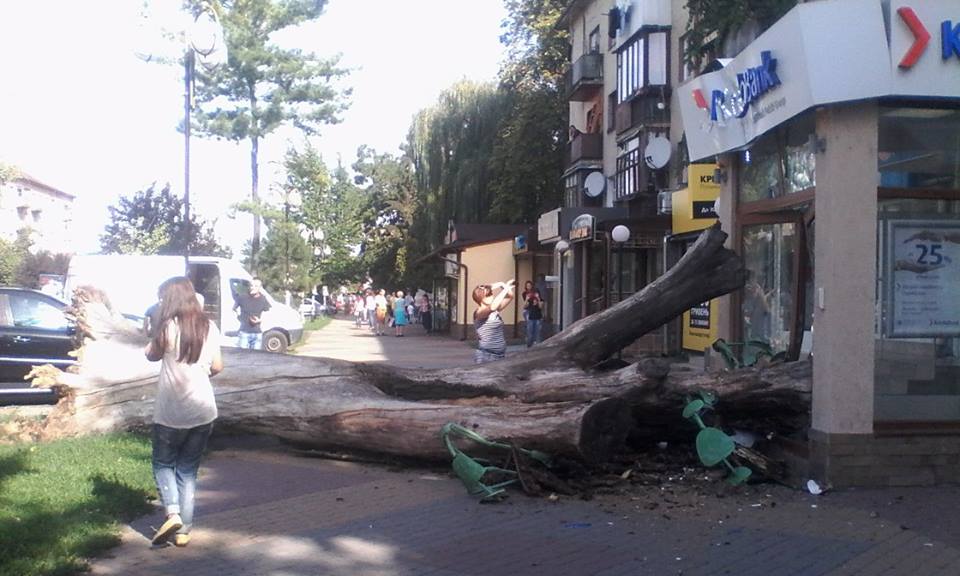 В Ужгороді на проспекті Свободи на тротуар впало дерево (ФОТО)