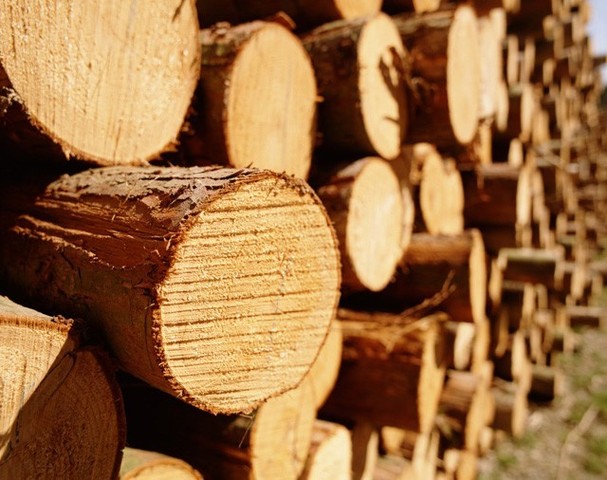 З Перечинського лісгоспу через суд стягують заподіяну лісозаготівельними роботами шкоду у 225 тис грн 