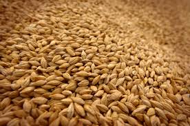 Закарпатські аграрії вже намолотили 143 тисячі тонн зерна