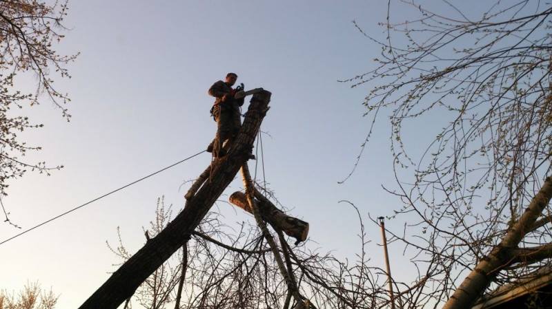 Через обрізку дерев на вулиці Робочій в Ужгороді буде обмежено рух транспорту