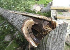 У Сваляві впало дерево, пошкодивши два автомобілі