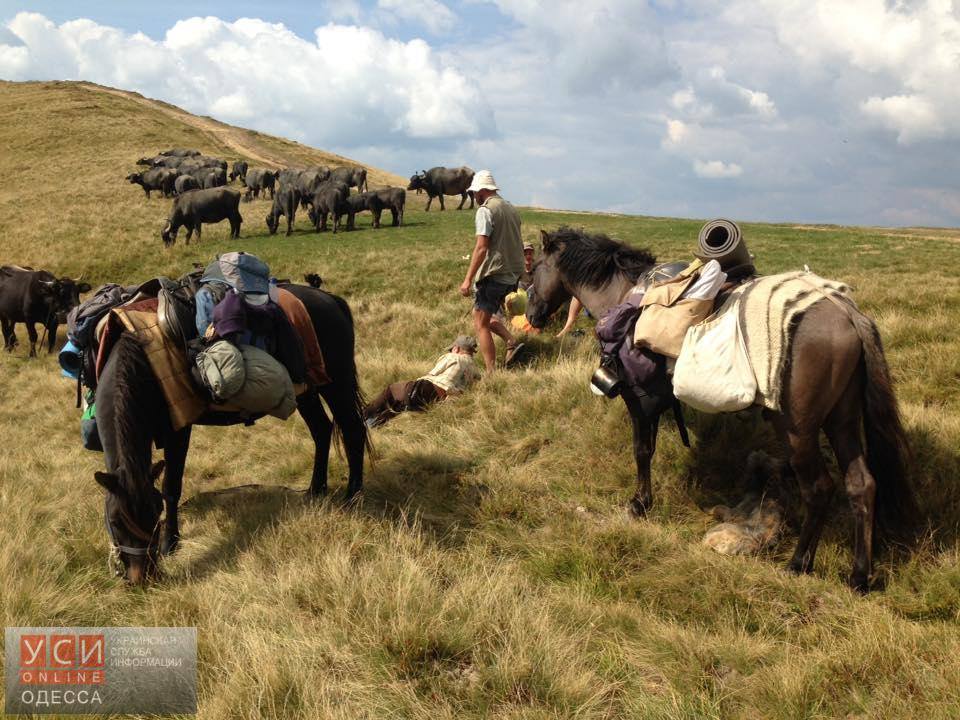 Закарпатський німець Мішель Якобі везе на Одещину 15 буйволів (ФОТО, ВІДЕО)