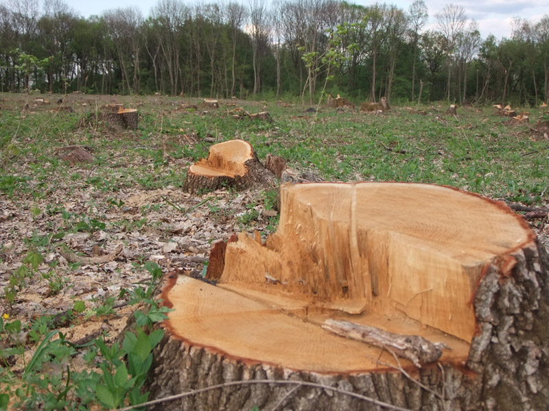 Берегівський лісгосп змусили відшкодувати понад півмільйона грн за незаконну порубку дерев