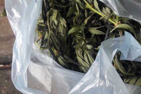 В оселі мешканця Софії на Мукачівщині за "наводкою" небайдужого знайшли 150 г марихуани (ВІДЕО)