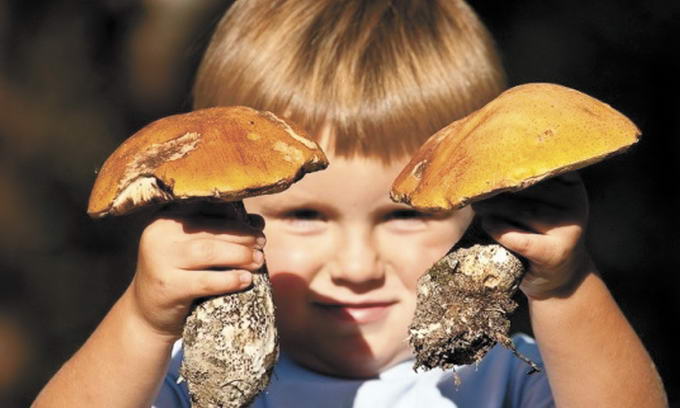 На Виноградівщині троє дітей, серед яких 1-річна та 3-річна, отруїлися зібраними батьками грибами