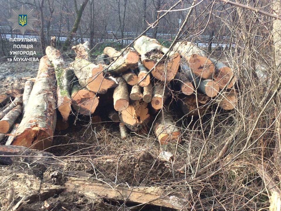 На Закарпатті, вздовж траси Київ-Чоп незаконно зрубали близько 40 "кубів" лісу (ФОТО)