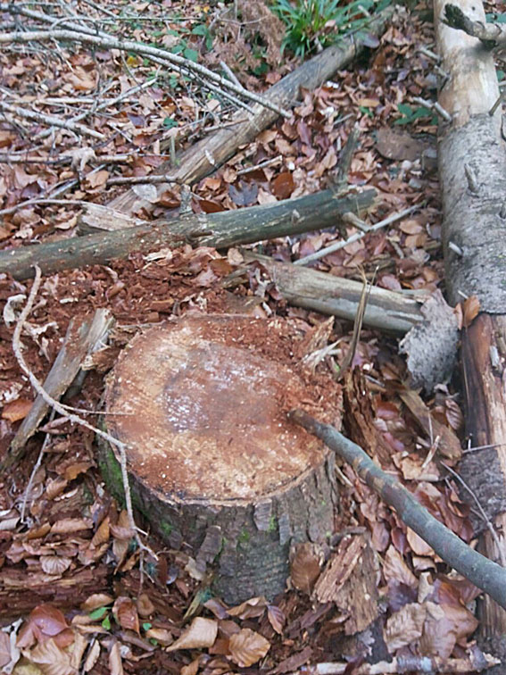 На Закарпатті лісівники-"схемщики" навидавали дозволів на незаконну порубку на понад 1 млн грн (ФОТО)