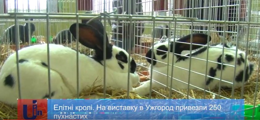 250 кролів 20 порід привезли на щорічну професійну виставку-продаж в Ужгороді (ВІДЕО)