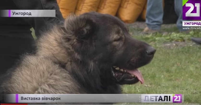 Середньоазіатських та кавказьких вівчарок демонстрували на міжнародній монопородній виставці собак на Закарпатті (ВІДЕО) 