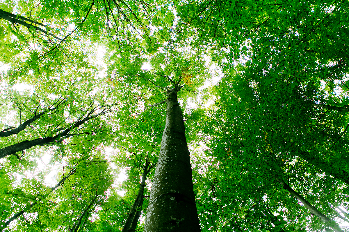Вердикт щодо віднесення лісів закарпатських Нацпарків до природної спадщини ЮНЕСКО оприлюднять наступного року