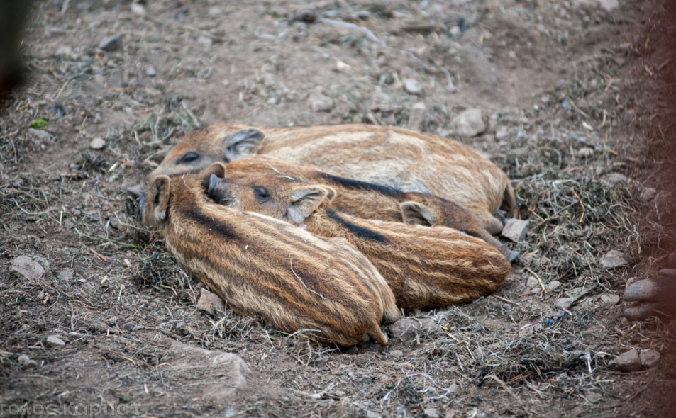 У померлих на Виноградівщині диких кабанів виявили африканську чуму свиней (ФОТО, ВІДЕО)
