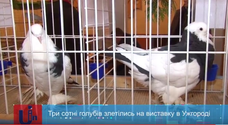 Зо 300 голубів різних порід можна було побачити на тематичній виставці в Ужгороді (ВІДЕО)
