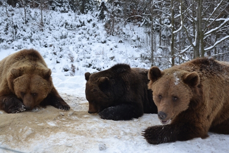 У "ведмежому" реабілітаційному центрі на Закарпатті Беня, Дюрій, Бубочка, Роза та Потап вже залягли у сплячку, інші ведмеді – готуються