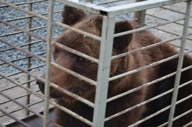 Сьогодні в "Синевир" привезуть ведмедя Балу з Запоріжжя (ФОТО)