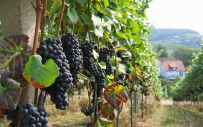На Закарпатті очікують рекомендацій тематичного форуму щодо стабілізації виноробної галузі