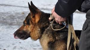 У Мукачеві пройде чемпіонат світу зі слідової роботи з собаками службових порід