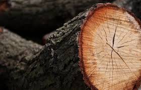 На Рахівщині дерево задавило лісоруба