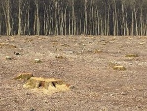 ФОТОФАКТ. На Берегівщині вирубали 100-річний дубовий ліс