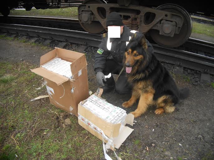 На Закарпатті на кордоні завдяки службовим собакам було виявлено сигарети у автомобілі та вагоні з деревиною (ФОТО)